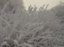 ivje40